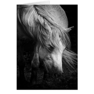 Fine Art Pony Head and Mane blank notelet / card