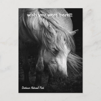 Fine Art Pony Head and Mane postcard