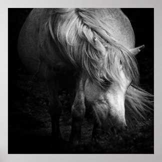 Fine Art Pony Head and Mane print