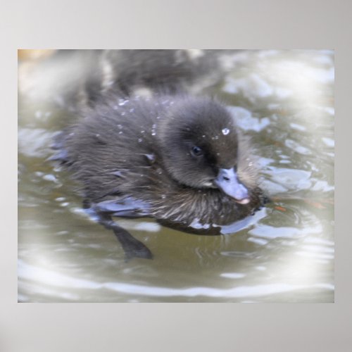 Fine Art Print Black Duckling Poster