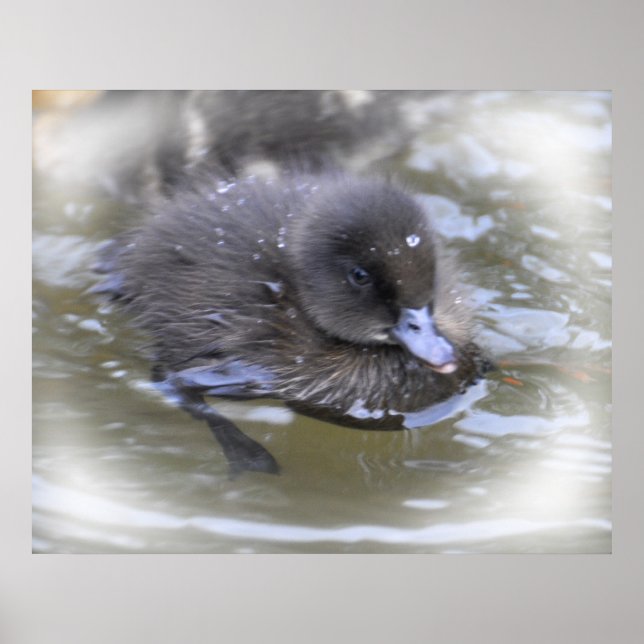 Fine Art Print: Black Duckling Poster (Front)