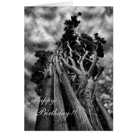Fine Art Surreal Trees in Black and White (Front)