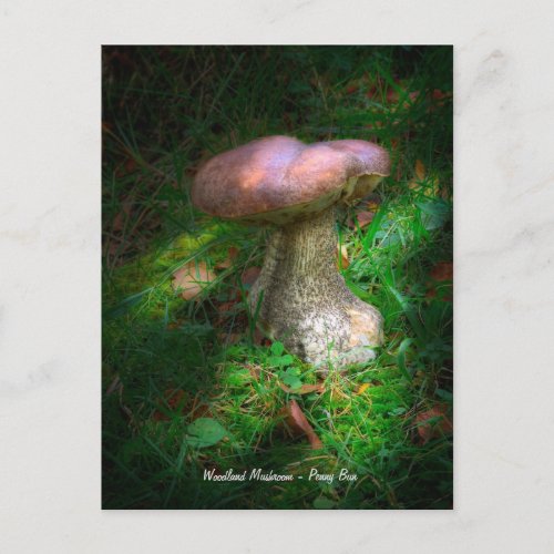 Fine Art Woodland Mushroom _ Penny Bun Porcino Postcard