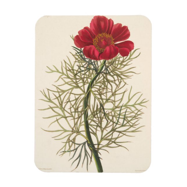 Fine Leaved Paeony Magnet (Vertical)
