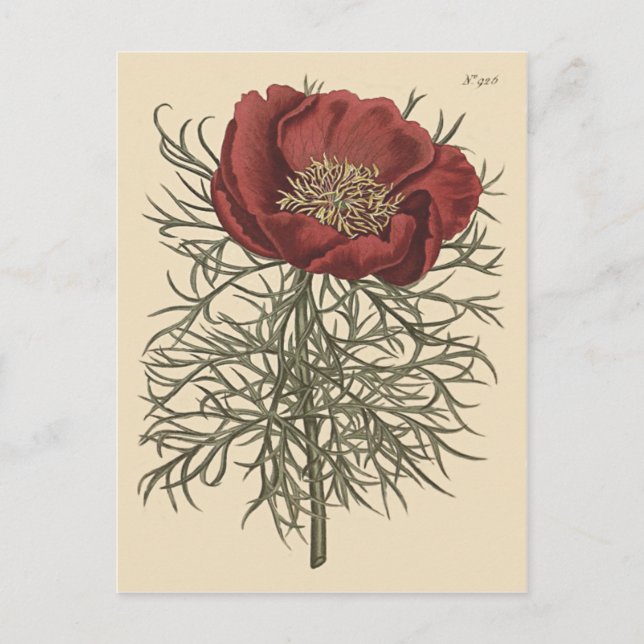 Fine Leaved Peony Botanical Illustration Postcard (Front)