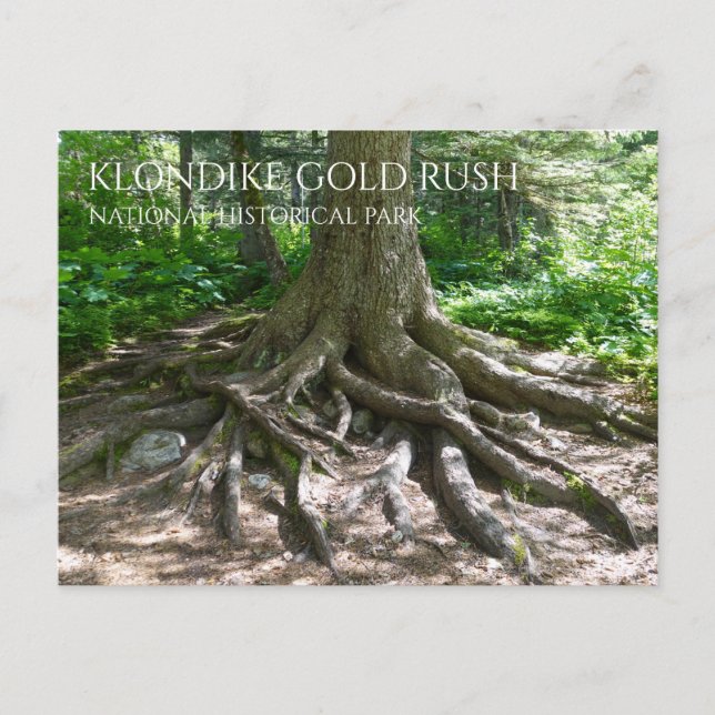  Finnegan's Point, Chilkoot Trail, Gold Rush NHP  Postcard (Front)