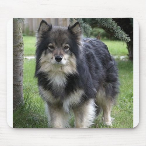 finnish lapphund full 2 mouse pad