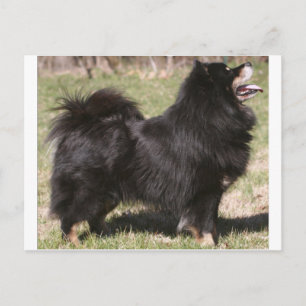 finnish lapphund full postcard