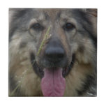 Finnish Lapphund Tile