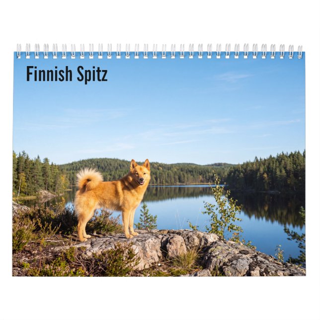 Finnish Spitz 2027 Wall calendar (Cover)