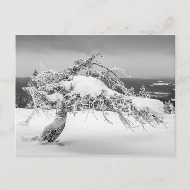 Finnish winter nature postcard (Front)