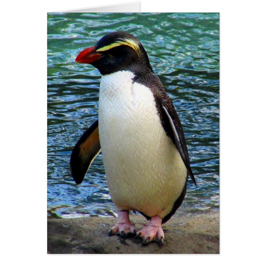 fiordland penguin (Front)