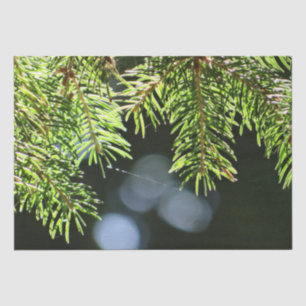 Fir pine needles with bokeh tissue paper