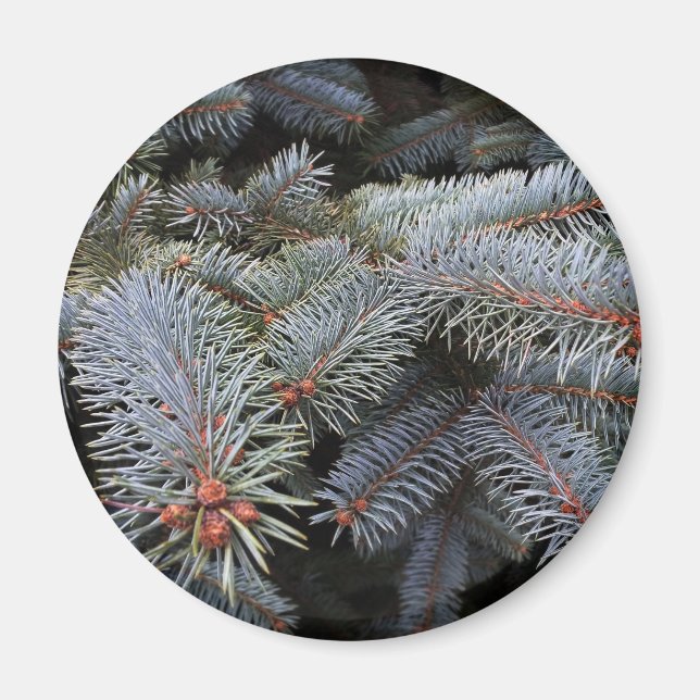 fir tree buds magnet (Front)