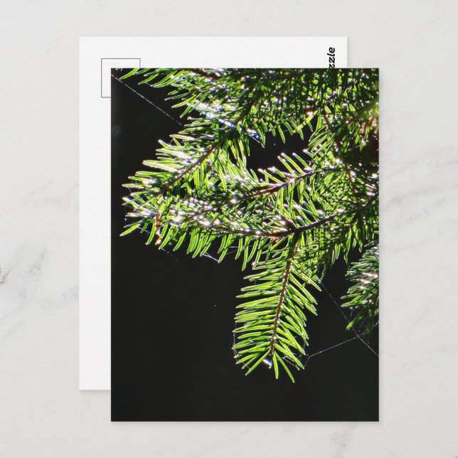 Fir tree postcard (Front/Back)