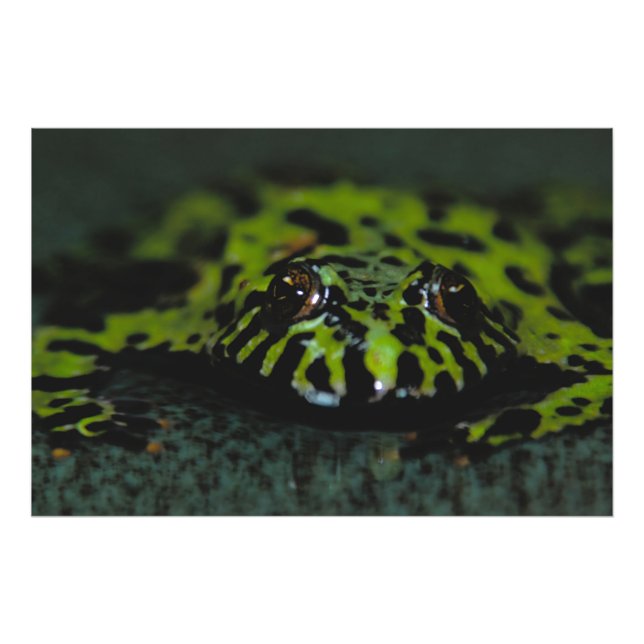 Fire Bellied Toad Closeup Photo Print (Front)