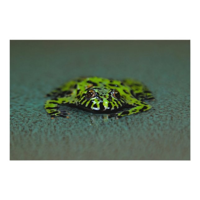 Fire Bellied Toad Photo Print (Front)