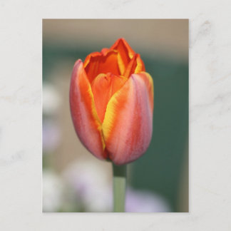 Fire Flower Postcard