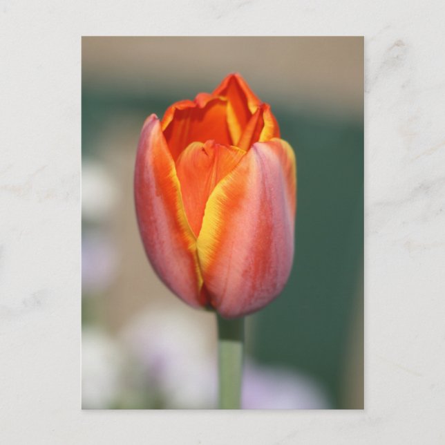 Fire Flower Postcard (Front)