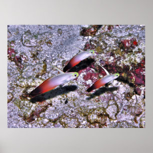 Fire Goby Trio Poster