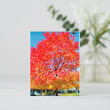 Fire Of Life, Bright, Colorful, Tree In Fall