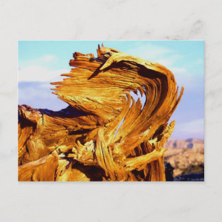 Fire on the Mtn Postcard