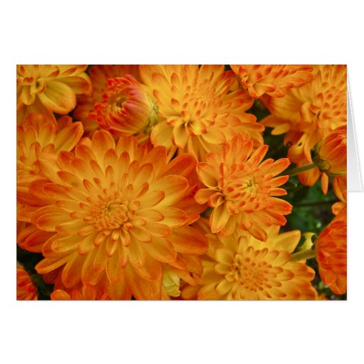 Fire Orange Chrysanthemums Cards (Front Horizontal)