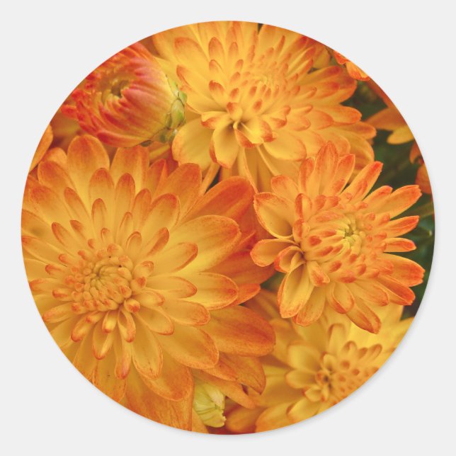 Fire Orange Chrysanthemums Classic Round Sticker (Front)