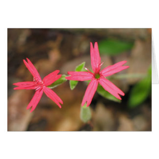 Fire Pink - Customized