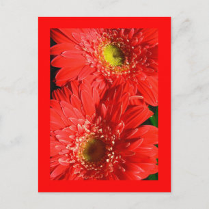 Fire Red Gerbera Postcard
