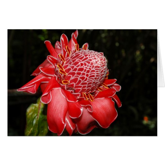 Fire Red Protea (Front Horizontal)