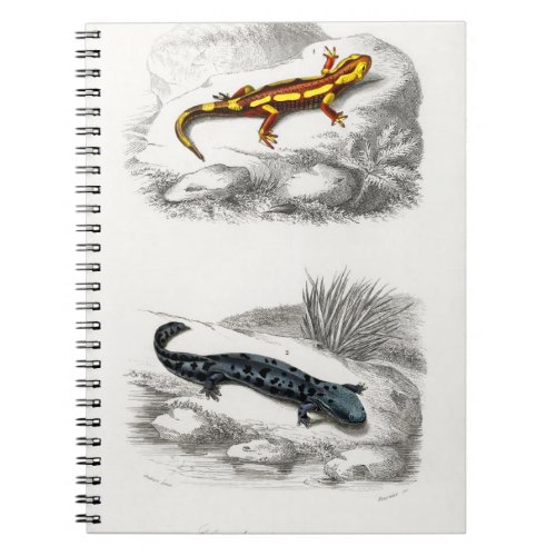 Fire Salamander and Hellbender Salamander Notebook