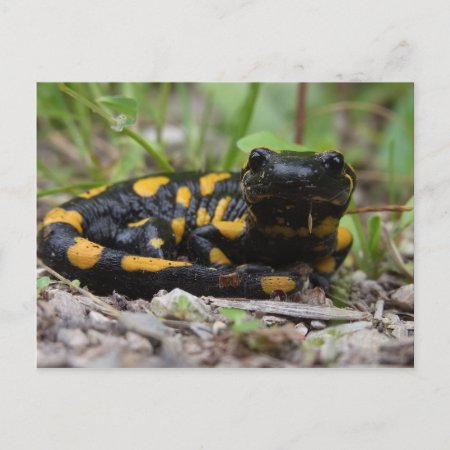 Fire Salamander Postcard