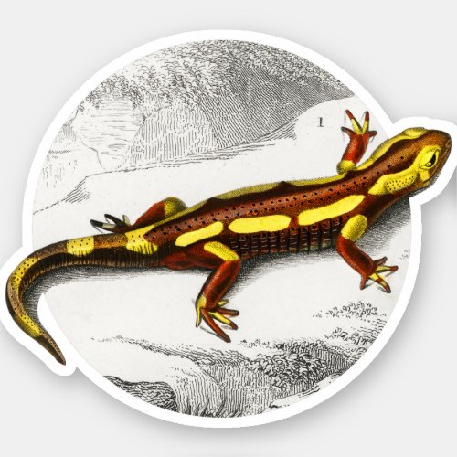Fire Salamander _ Salamandra Sticker