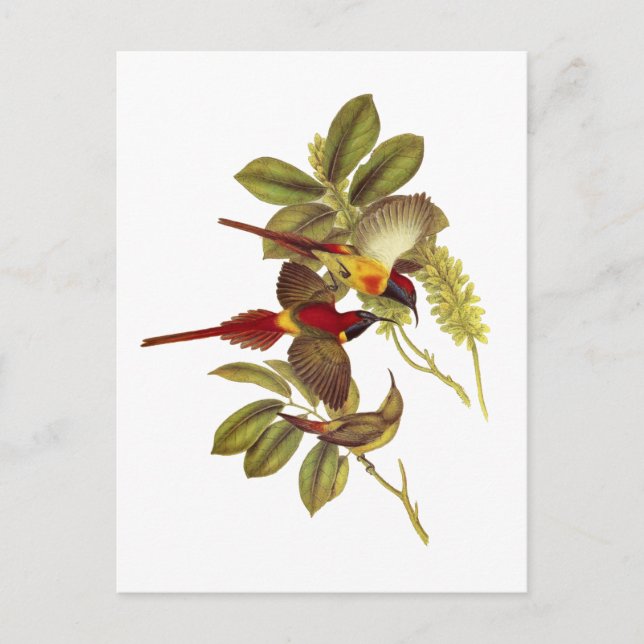 Fire-tailed Sunbird Postcard (Front)