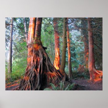 Fire Trees Poster by northwest_photograph at Zazzle