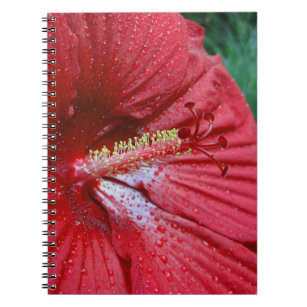 Fireball Hibiscus Flower With Raindrops Photo Notebook