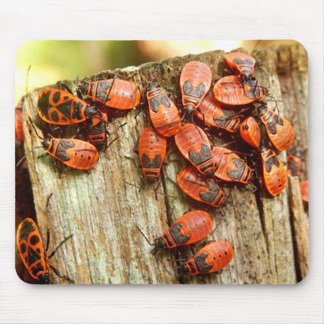 Firebugs Mouse Mat (Front)