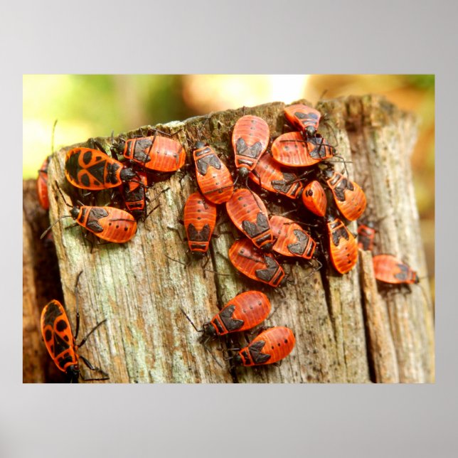 Firebugs Poster (Front)