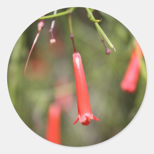 Firecracker Plant Classic Round Sticker (Front)