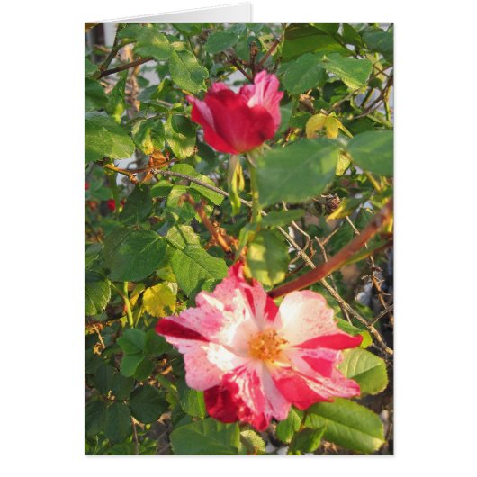 Firecracker Rose Cards (Front)
