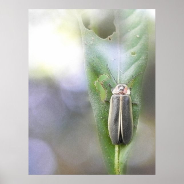 Firefly - Photuris Pyralis Poster (Front)