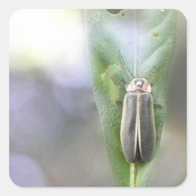 Firefly - Photuris Pyralis Square Sticker (Front)