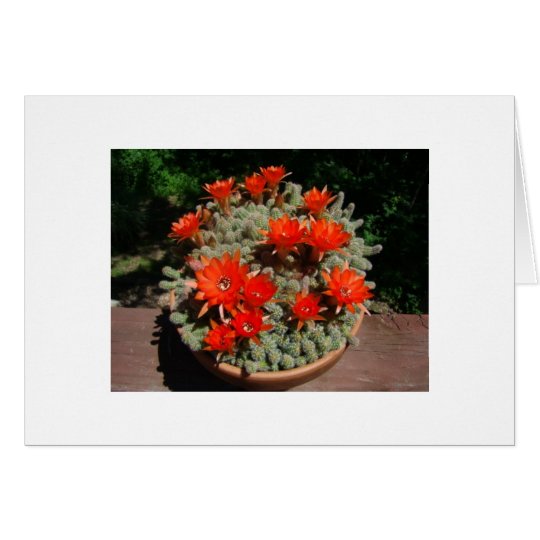 Firery Cactus Blooms Card