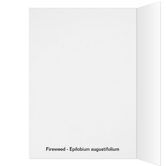 Fireweed (Inside (Left))