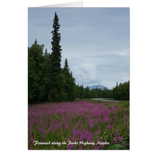 Fireweed along the Parks Highway, Alaska Cards (Front)