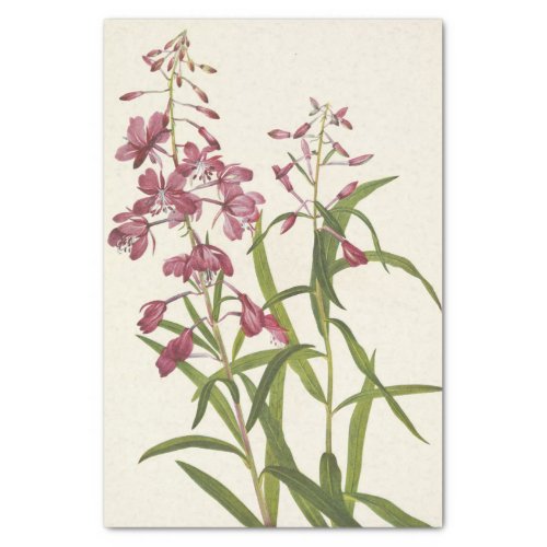 Fireweed by Mary Vaux Walcott Tissue Paper