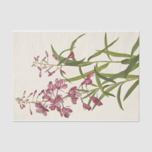 Fireweed by Mary Vaux Walcott Tissue Paper