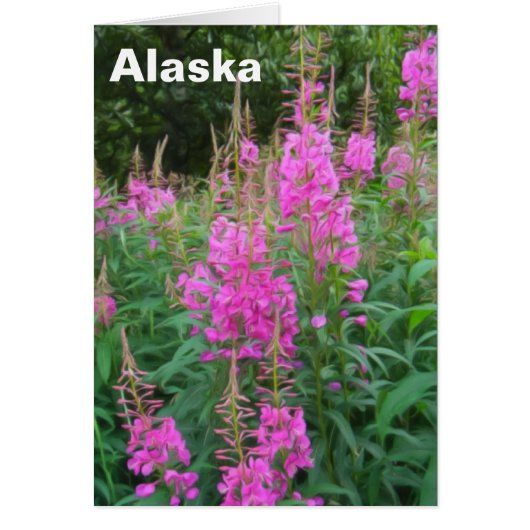 Fireweed Cards (Front)
