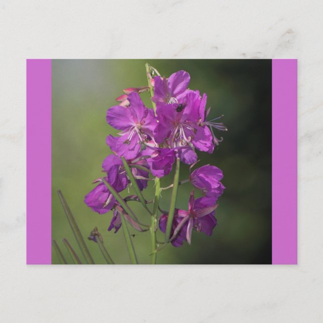 Fireweed Postcard (Front)